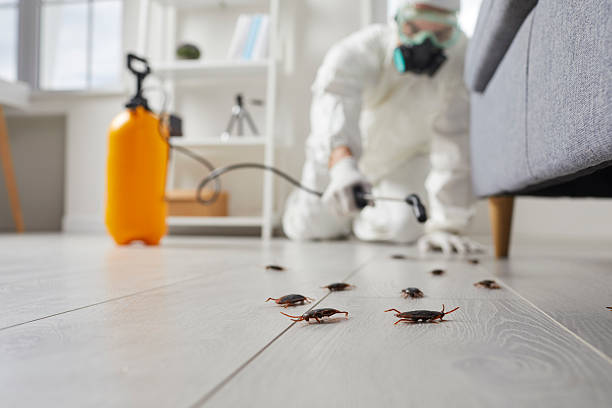 Commercial Kitchen Cockroach Control in Issaquah